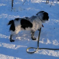 Найден пес, порода русский спаниель, окрас черно-белый