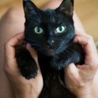 В добрые руки, кошка. окрас черный