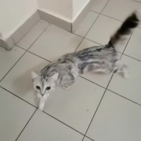 Найдена кошка, окрас серый с черными полосами