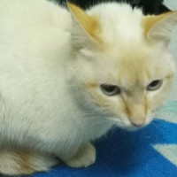 Пропала кошка тайской породы