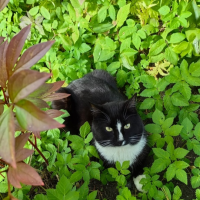 Потеряно:  кот