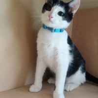 Отдам в добрые руки:  котенка котята