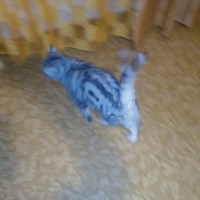 Найдена кошка, порода шотландская вислоухая, окрас светло-полосатый