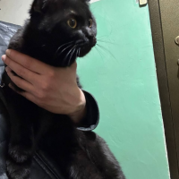 Найдено:  кошка кошка кот