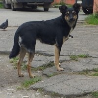 Потеряна собака, окрас черно-коричневый