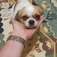 Найден чихуахуа