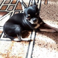 Пропала собака, порода: чихуа-хуа мини, окрас чёрно-белый