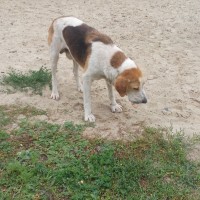 Найден пес, окрас белый с рыжими и черными пятнами