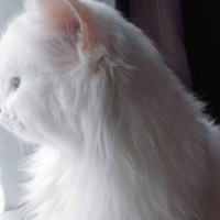 Пропала кошка, окрас белый, пушистая с голубыми глазами