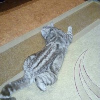 Пропал кот, порода британец, окрас серый с рисунком