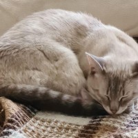 Найден кот, окрас светло-серый
