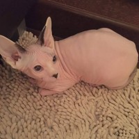 Пропал кот, порода сфинкс, розовый с темными ушками