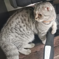 Найдена кошка\кот, окрас серый