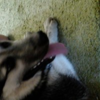 Найден хаски