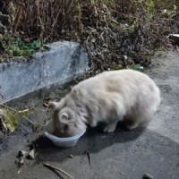 Найдено: кот/кошка