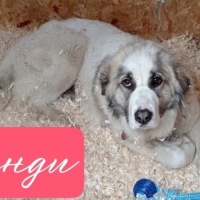 Потеряно:  пятнистый