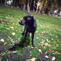 Найдена собака, окрас черный