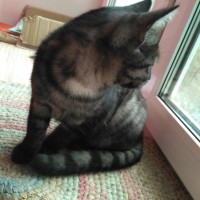 Найден кот, окрас дымчато-серый с белой грудкой, полосатый