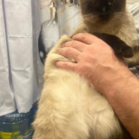 Потеряно:  кот