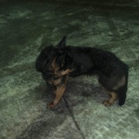 Найдена собака, окрас черно-коричневый