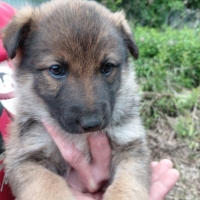 Отдам в добрые руки:  щеночки