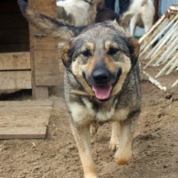 В добрые руки, собака, окрас черно-коричневый