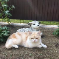 Потеряна кошка, порода шотландская, окрас персиково-белый