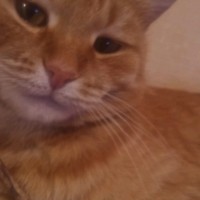 Пропал рыжий кот Тёма