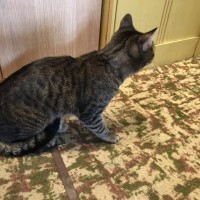 Найден кот, окрас черно-серый, полосатый