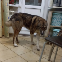 Найдено:  собака собака