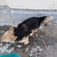Найдена собака\пёс, окрас черно-коричневый