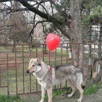 Потерялся пес, окрас серо-коричневый