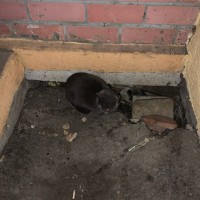 Найдена кошка, окрас камышовый