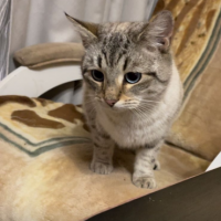 Потеряно:  кошка кот