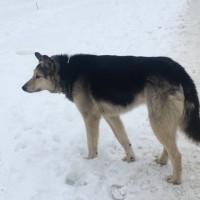 Найден пес, окрас черно-серый
