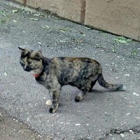 Найдена кошка (кот), окрас черепаховый, с ошейником