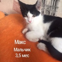 В добрые котята и кошечки