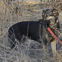 В добрые руки, собака, окрас черно-коричневый