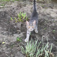 Найдена котенок, окрас серый