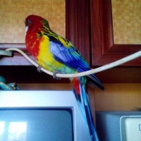 Найден разноцветный попугай