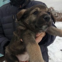 В добрые руки, щенки