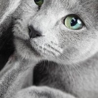 Пропал кот, окрас серый