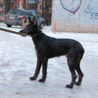 В добрые руки, щенок, окрас черный с белым пятнышком на груди