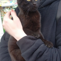 Отдам в добрые руки:  кошечку