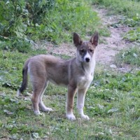 В добрые руки, собака, окрас трехцветный