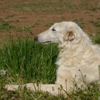 Пропала собака, порода русская борзая, окрас белый