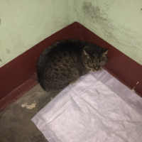 Найдено:  кот кошка