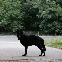 Найден пёс, порода овчарка, окрас чёрный