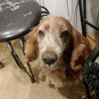 Потеряно:  собака