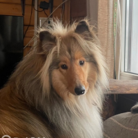 Потеряно:  собака